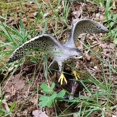 thumbnail image 3 of DOLITY Bird ( Peregrine Falcon ) Figurines Modèles Jouets pour Enfants Objets de Collection, 3 of 7