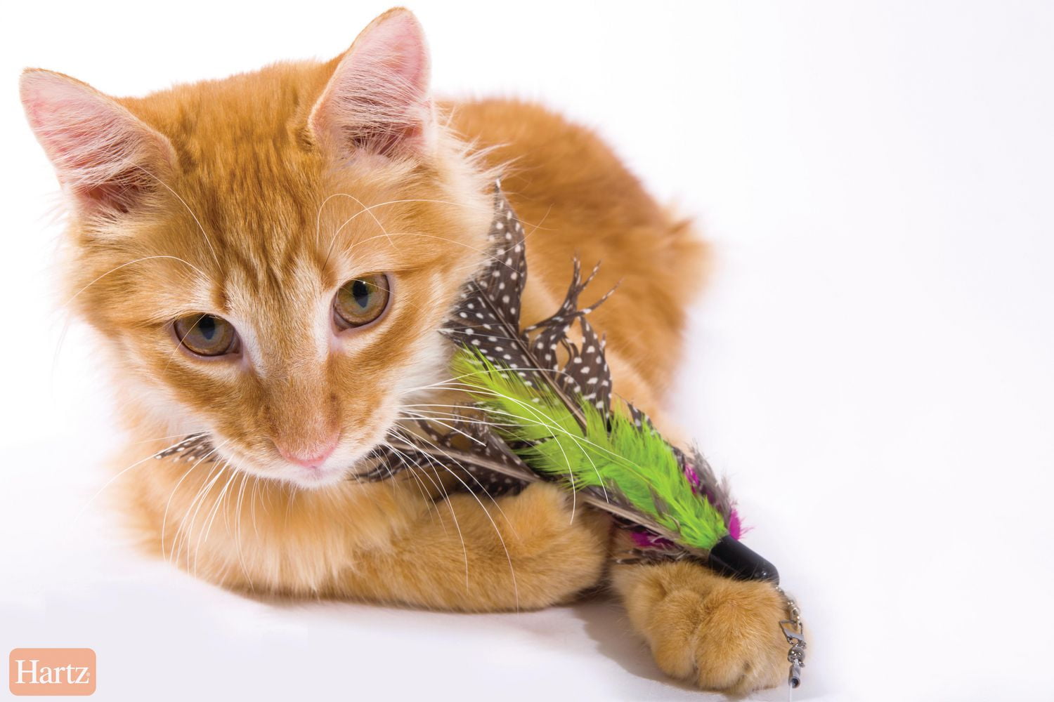 Hartz Just for Cats Kitty Caster Cat Toy - Walmart.ca