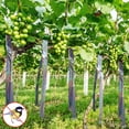 thumbnail image 4 of Kyusrd Summer All Home Savings!Bird Repellent Radiation Ribbons orchard and Vegetable Garden Double sided Reflective Ribbons, 4 of 4