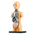 thumbnail image 3 of Human Body Model Organs Simple Assembly Learning Tool Kit Anatomy Model Display STEM Educational Gift Teaching Supplies, 3 of 6
