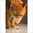 thumbnail image 4 of Friandise humide délectable de bisque Delectables Bisque de Hartz pour Chats, 4 of 8
