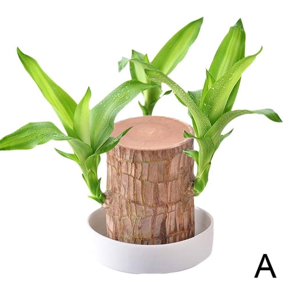 Brazilian Wood Water-Grown Lucky Wood Green Plant Potted Small Tree Man With Buds Indoor Hydroponic Four Seasons Easy To Grow Plants