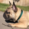 thumbnail image 2 of Country Brook Petz - Martingale Dog Collar - Heavy-Duty Training Collar with No Buckle - Service Dog Collar for All Pups - 10+ Cool Colors (Green, 1 Inch, Large), 2 of 8