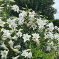 thumbnail image 1 of GSDWIUEW Lily Bulbs-2 or 4 Bulbs per Package Cold-Resistant Perennial Bulbs for Gardens, Easy-Grow. (White,4), 1 of 4
