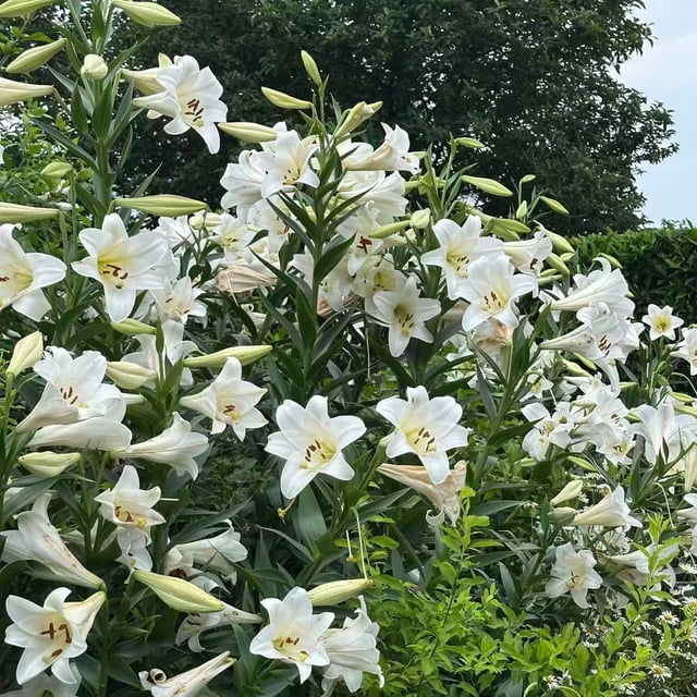 GSDWIUEW Lily Bulbs-2 or 4 Bulbs per Package Cold-Resistant Perennial Bulbs for Gardens, Easy-Grow. (White,4)