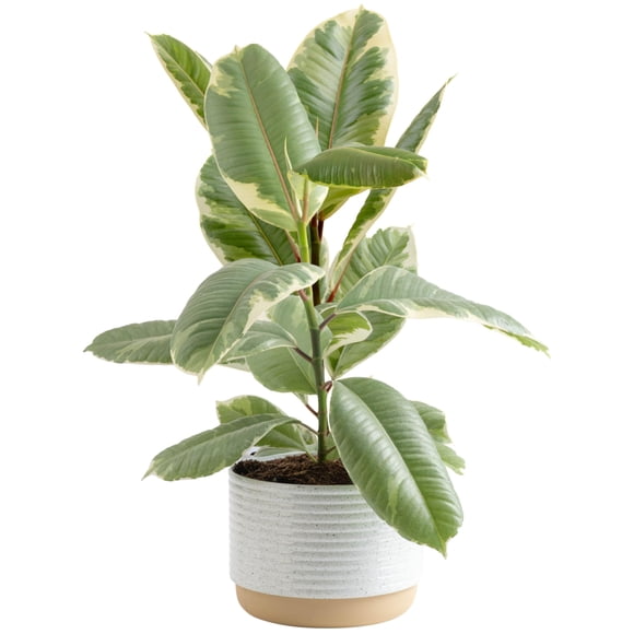 Costa Farms Figuier-Feuille de Violon, Ficus Lyrata Plante d'Intérieur Vivante pour Plancher, Plante Tropicale pour la Maison en Pot dans le Sol, Déco Maison et Bureau, Cadeau de Pendaison de Crémaillère, 3-4 Pieds de Hauteur