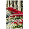 thumbnail image 2 of Fleurs de Tulipe Sauvages dans un Pâturage Forestier - Impression sur Toile Florale, 2 of 3