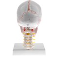 thumbnail image 4 of 1:1 Human Head Skull Model W/Cervical Vertebra, 4 of 8