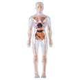 thumbnail image 2 of WHEANG Clear Human Body Structure Model Organizeh Human Body Skeleton Model Kits With Instruction 29 Piece Transparent 3D Human Body Torso Model – Removable, 2 of 9