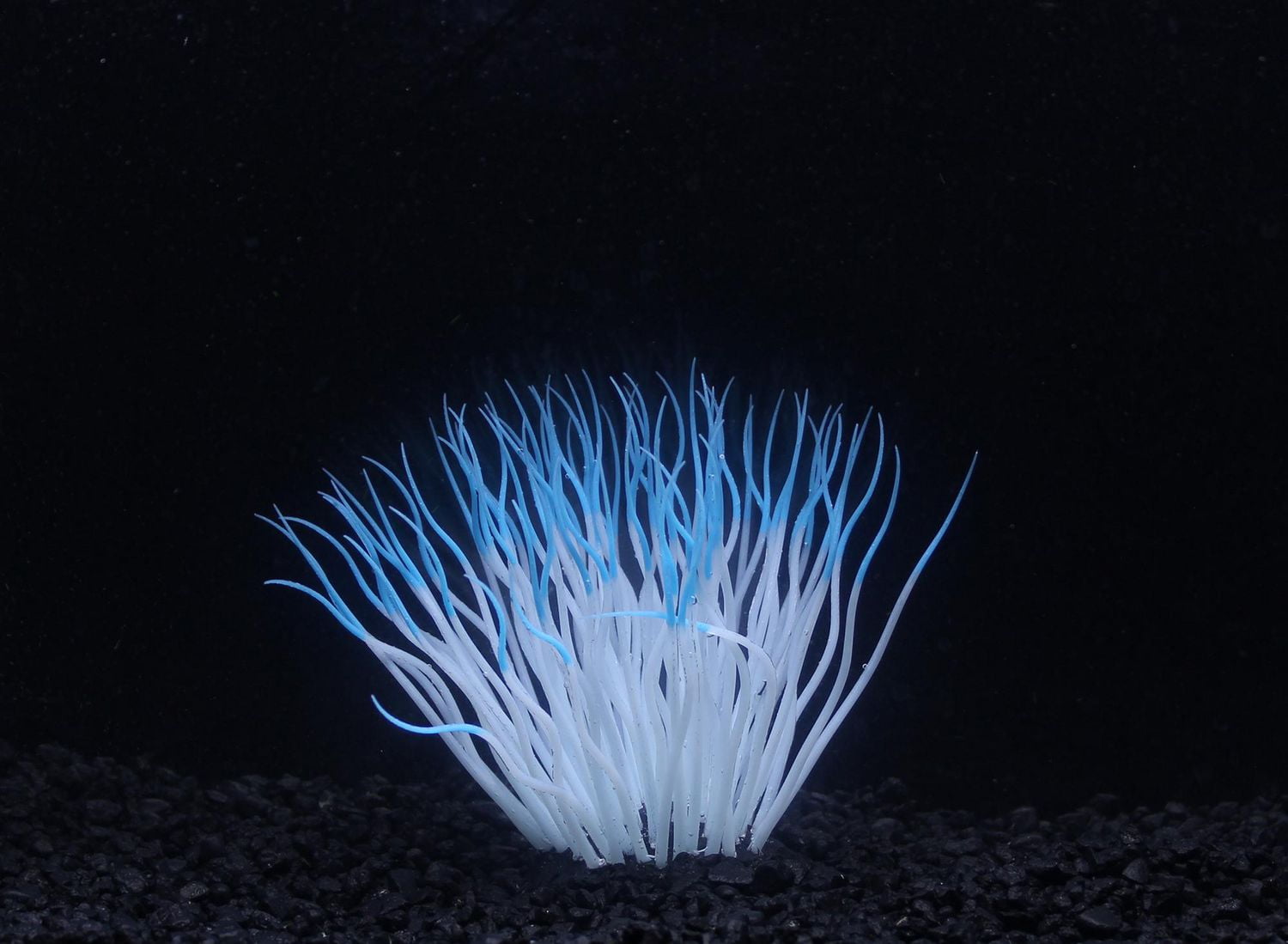 Penn-Plax, Anémone De Mer, Bleu