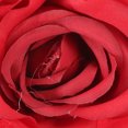 thumbnail image 2 of 10 Pcs Têtes de Roses en Soie Artificielles Fausses Têtes de Fleurs de Roses pour Mariage DIY, 2 of 8