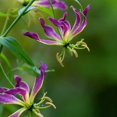 thumbnail image 2 of HJADGG Bulbes de Rothschildiana Gloriosa (Lys de Feu/lys en Flammes) - Fleur de Vigne Grimpante Exotique 8 Pcs / 20 Pcs Floraisons Rouges et Jaunes Vibrantes pour Jardin et Contenants (Violet,20), 2 of 5