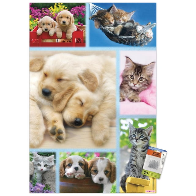 Keith Kimberlin - Affiche Murale Collage de Chiots et Chatons, 22,375 Po x 34 Po, Présentant un Collage de Chiots golden retriever Endormis, de Chatons Câlinés dans un Hamac et de Chatons Ludiques parmi des Fleurs, Imprimée sur Papier Lustré pour une Déco Murale Vibrante, Convient aux Chambres, Bureaux Ou Dortoirs.