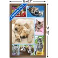 thumbnail image 2 of Keith Kimberlin - Collage de chiots et de chatons, 2 of 4