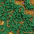 thumbnail image 3 of GUOOL 13mx35mm Sequins Lace Edge Trims Ribbon Material, DIY Sewing green, 3 of 6