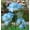 Blue, variant on RXIRUCGD Solar Lantern LED Decorative Outdoor Lamp Flower Lantern Solar Light