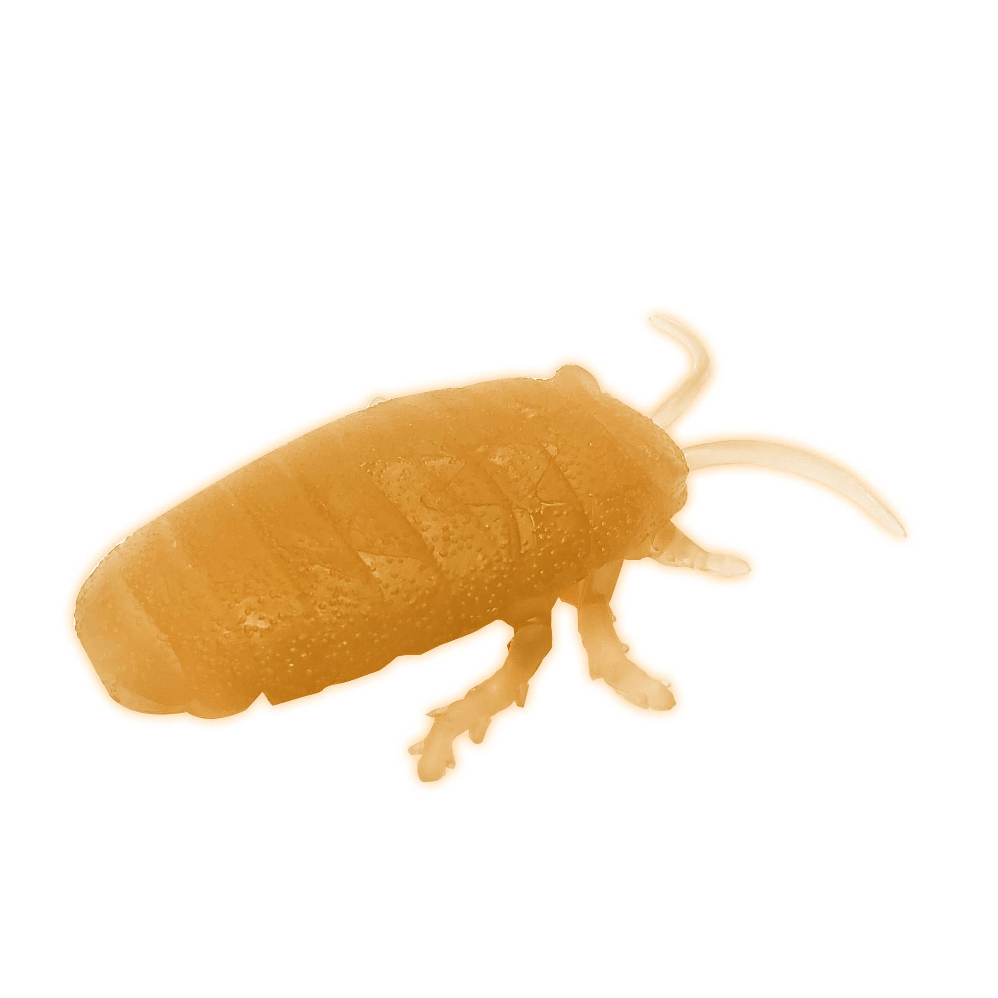 Halloween Party Glow Cockroach, 1 Piece, Orange, 3 inch