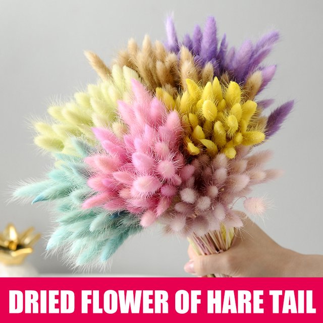 CAROOTU 50 Pcs Dried Flower Grass Decoration Photography Props for Home Store Wedding