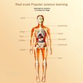 thumbnail image 3 of Human Body Simulation Organ Model Children‘S Toys  Organ Bone Structure  Cognitive Science Education Puzzle  Diy Model Teaching, 3 of 8