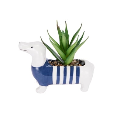 Mini plante succulente teckel Anko