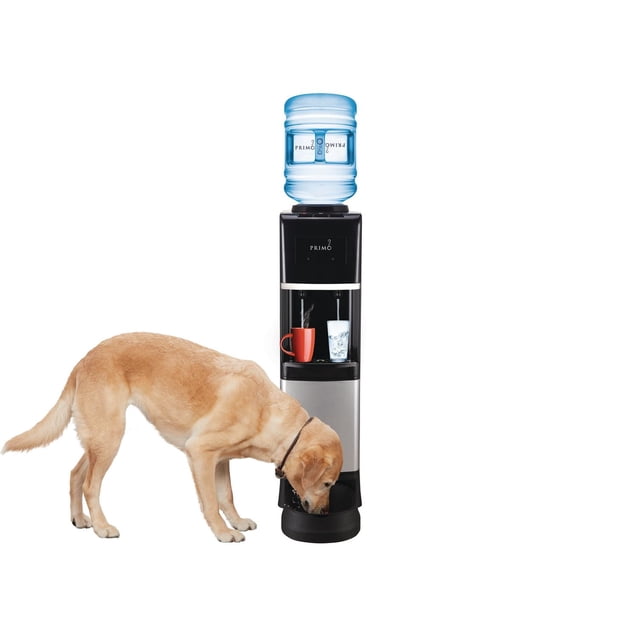 Primo Water Distributeur d'Eau avec Station pour Animaux de Compagnie, Fini Noir et Argent, Doté d'Une Bouteille d'Eau Bleue Montée sur le Dessus, de Deux Robinets Distribuant de l'Eau Chaude en Tasse Rouge et de l'Eau Froide en Verre Transparent, et d'Un Bol pour Animaux de Compagnie Noir à la base, Où un Labrador Jaune Boit de l'Eau, Idéal pour Hydrater les Animaux et les Personnes.