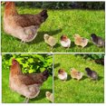 thumbnail image 4 of SHISUYAN 1 Set Lawn Chicken Stake Simulation Chicken Yards Art Sign Hen Sign Small Chick Stake, 4 of 8