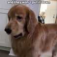 thumbnail image 4 of SIfdSeng Shaky Toy for Dogs Dog Vibrating for Dogs Interactive Dog Automatic Moving Dog Toy For/Small/Medium/Large Dogs Usb Rechargeable Funny Dog Toys Aggressive Dog Chew Toys, 4 of 5