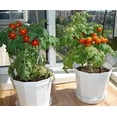 thumbnail image 3 of GSDWIUEW Graines d'Intérieur Tomate Nain en Pot Rouge Légume Ancien Précoce pour la Plantation, 3 of 8