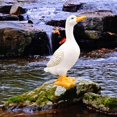 thumbnail image 2 of Cartoon Fairy Garden Duck Statue Craft Miniature for Patio Housewarming Gift Medium, 2 of 7