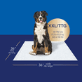 thumbnail image 2 of Scott Pet Guard Advanced Dog Pads - Dog Training Pee Pads for Large & Extra Large Dogs - XXL - 36" x 36" - 40 pack, 2 of 4