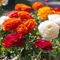 thumbnail image 1 of GSDWIUEW 30 Ranunculus Bulbs for Planting, Pastel Mixed Persian Buttercup Bulbs Mix Color Ranunculus Asiaticus Corms Perennial Flower Bulbs for Garden, 1 of 3