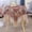 Red, variant on Tablecloth Cloth Household Coffee Table Table Cloth Air Conditioner Cover Towel Small Round Table Gauze Embroidery Lace