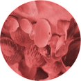 thumbnail image 1 of Ahgly Company Machine Washable Indoor Round Transitional Red Area Rugs, 3' Round, 1 of 7