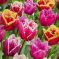 thumbnail image 1 of TASC Bulbes de tulipes à franges assortis (20 bulbes), 1 of 1
