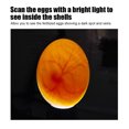 thumbnail image 3 of Plastic Egg Flashlight, Egg Tester Incubator, Fabric 9 Shiny Quail Egg Candles, For , Hamster, 3 of 8