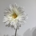 thumbnail image 3 of GERBERA BLANC, 3 of 3
