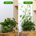 thumbnail image 4 of EIMELI 50Pcs Climbing Plant Fixture Clips Garden Vines Sticky Clips Wall Vines Fixed Holder, 4 of 10