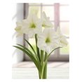 thumbnail image 1 of TASC BULBS AMARYLLIS MONTE BLANC - 1 BULB, 1 of 1