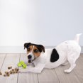 thumbnail image 3 of NERF Dog TPR Bungee Treat Ball Dog Toy 2.5in, 3 of 4