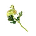 thumbnail image 2 of Baohd 2-head Artificial Camellia Bouquet Simulation Flower Table Centerpiece artificial Floral Decor, Green, 2 of 7