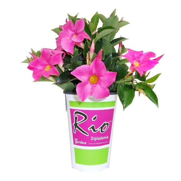 Rio #4.33 Dipladenia Pink Flowering Annual Plant, Outdoor Live Plants for Home Garden