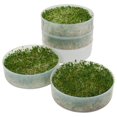 thumbnail image 3 of Victorio 4-Tray Seed Sprouter with Starter Kit, 3 of 4