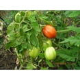 thumbnail image 5 of 500 ITALIAN ROMA TOMATO Lycopersicon Lycopersicum Fruit Vegetable Seeds, 5 of 5