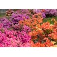 thumbnail image 1 of 25 MIXED COLORS AZALEA Rhododendron spp. Red, Pink, Purple, White Flower Shade Bush Shrub Seeds, 1 of 1