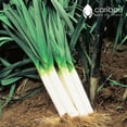 thumbnail image 2 of GSDWIUEW LEEK Autumn Giant *40-50 Seeds* Heirloom & Organic Vegetable-Seed, 2 of 3