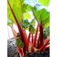 thumbnail image 2 of 25 Seeds VICTORIA RHUBARB aka Pieplant Rheum Rhabarbarum Perennial Fruit Vegetable Seeds, 2 of 5