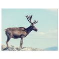 thumbnail image 1 of Design Art Large Reindeer in Norway Canvas Print, 1 of 3