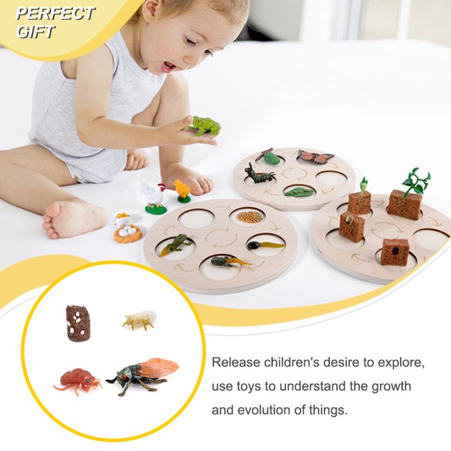 pitrice 1 Set Modèle de Ver de Bêche Matériel Plastique de Haute Qualité Significatif Figurines d'Insectes Modèles de Croissance Éducatifs Précoces pour le Projet Scolaire cicada type1