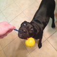 thumbnail image 3 of Training Ball with Rope Exercise and Reward Toy for Dogs Indestructible Dog Toy Ball with Handle for Training Pull Throw Toy tug Toy Dogs Fetch Toys, 3 of 7