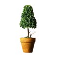 thumbnail image 2 of Elodie Artificial Potted Flower Bonsai Plastic Plant Tree for Table Desktop Garden decorative creative Gifts 1, 2 of 8